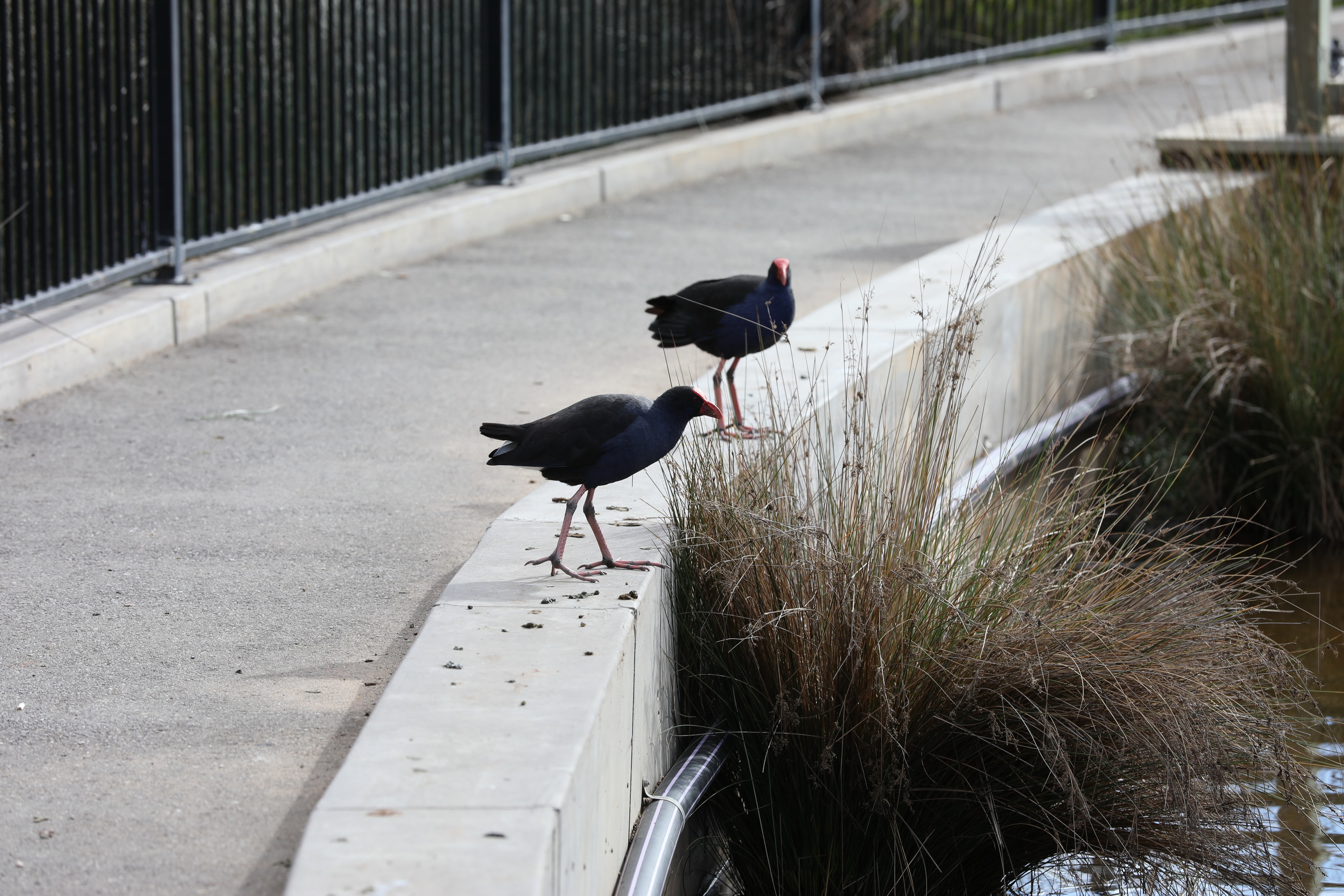 2019 08 25 14 56 41 Canon EOS 5D Mark IV 0003